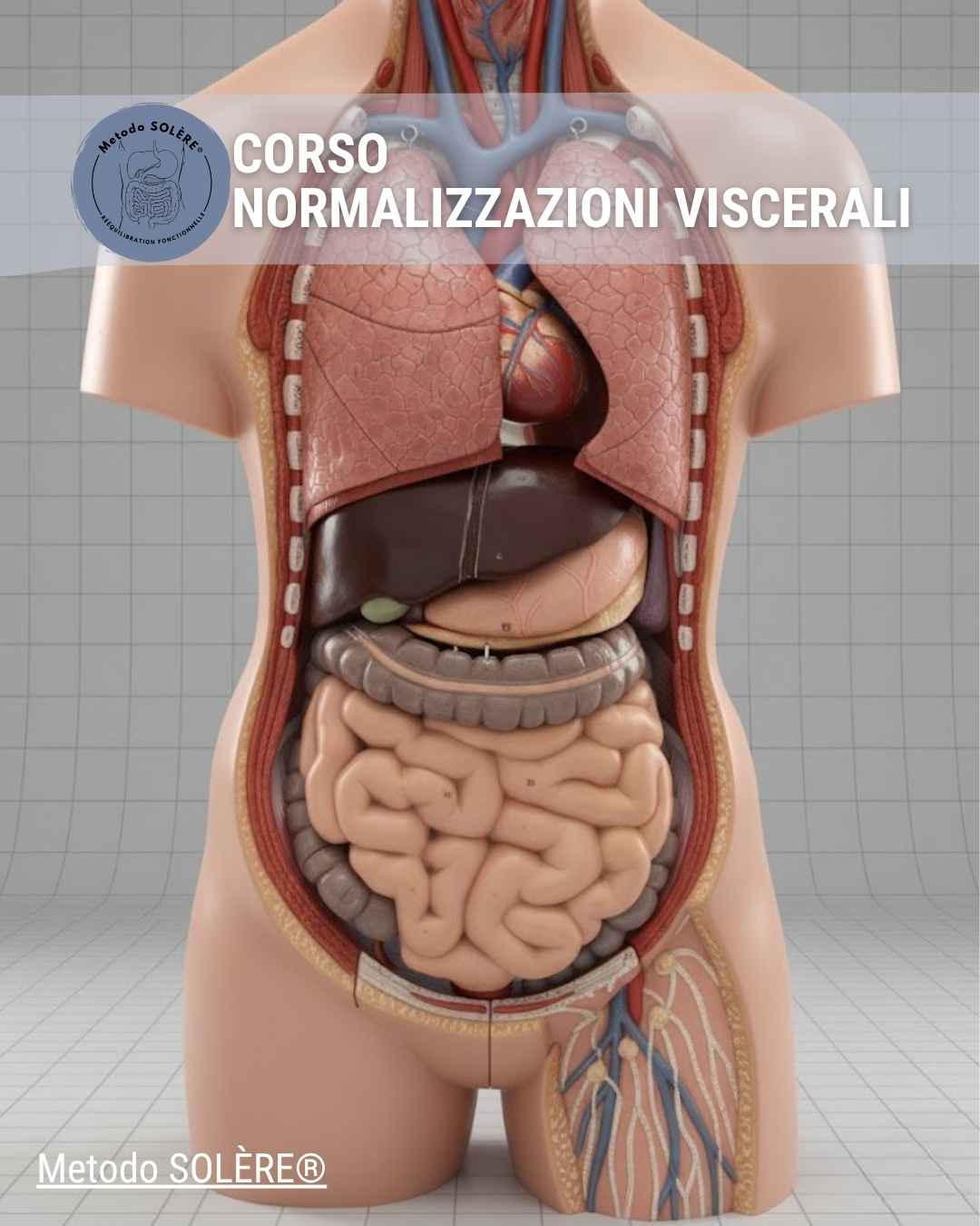 Illustrazione anatomica del corso Normalizzazioni Viscerali Metodo SOLÈRE®